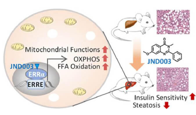 JND003是一种新型选择性ERRα激动剂，可缓解非酒精性脂肪肝和胰岛素抵抗，PK和组织分布测定通过东盟体育
进行